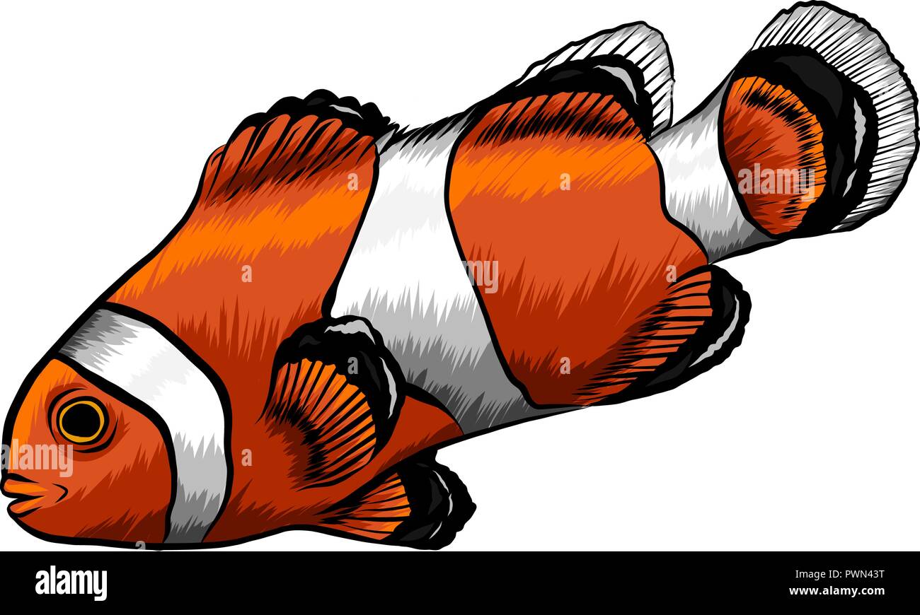 Marine clouw poissons tropicaux. Vector illustration. fond blanc. Poissons-anges. Illustration de Vecteur