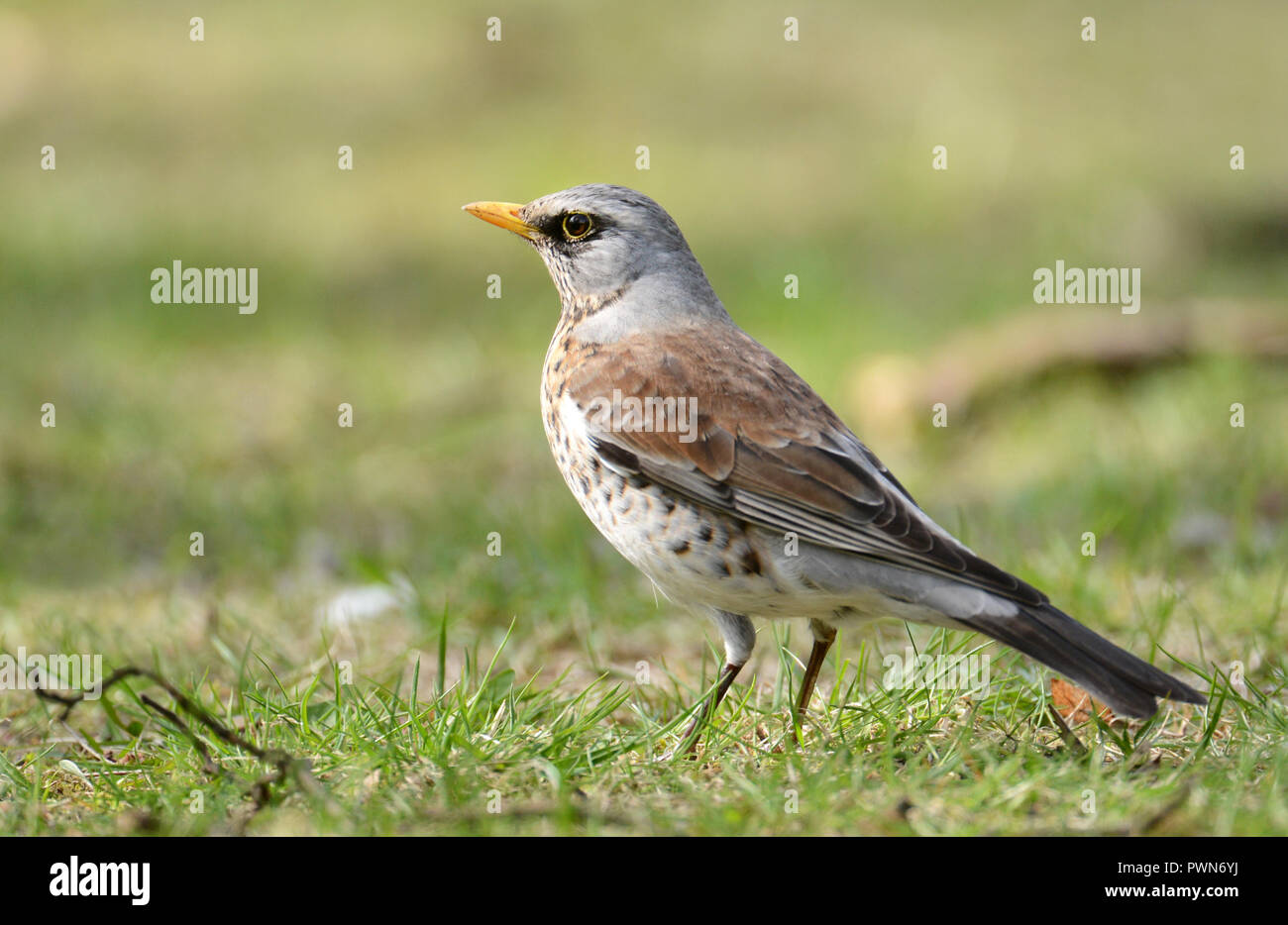 F) fieldfare (Turdus Banque D'Images