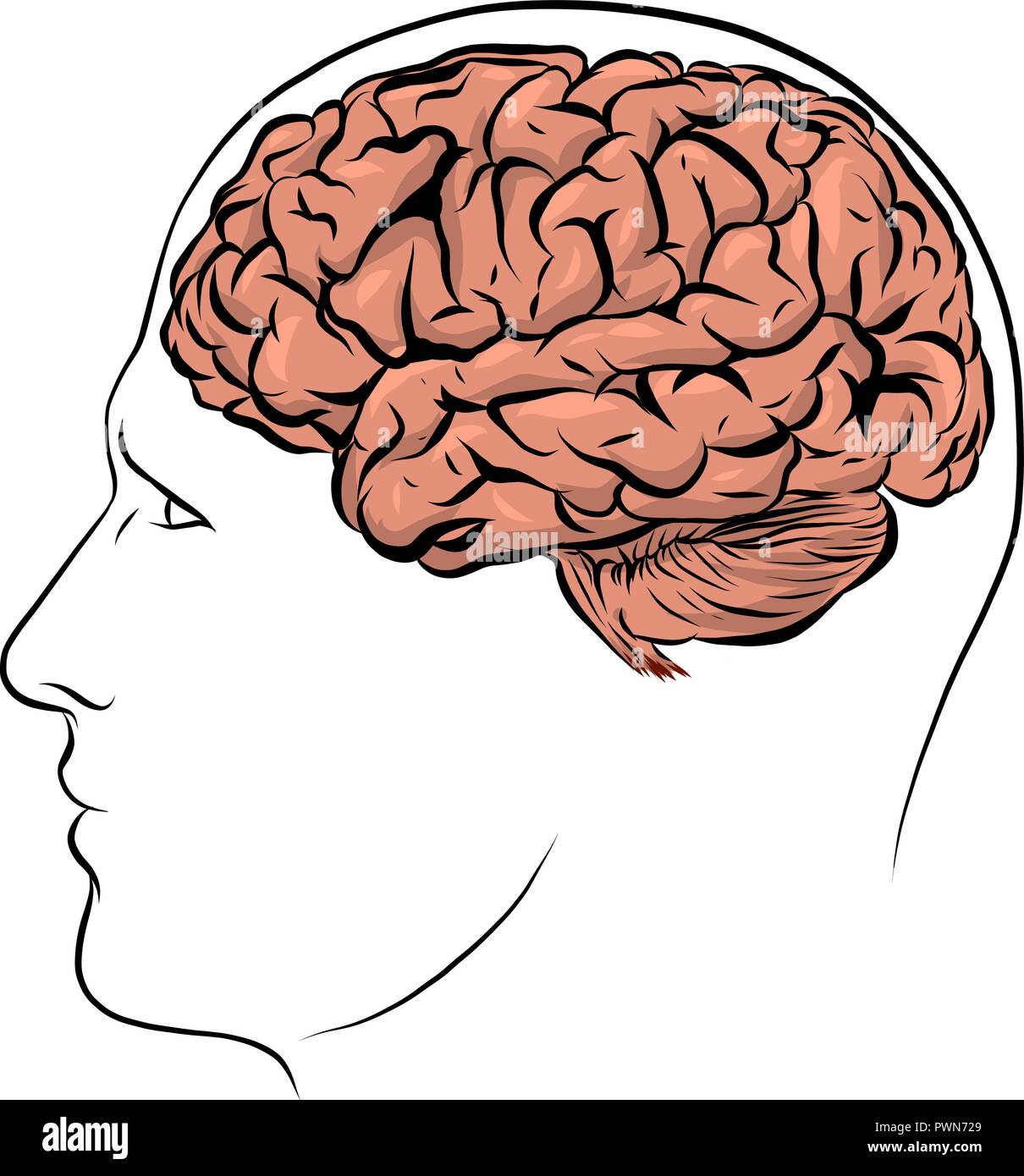 Visage humain vecteur silhouette marron avec l'intérieur du cerveau Illustration de Vecteur