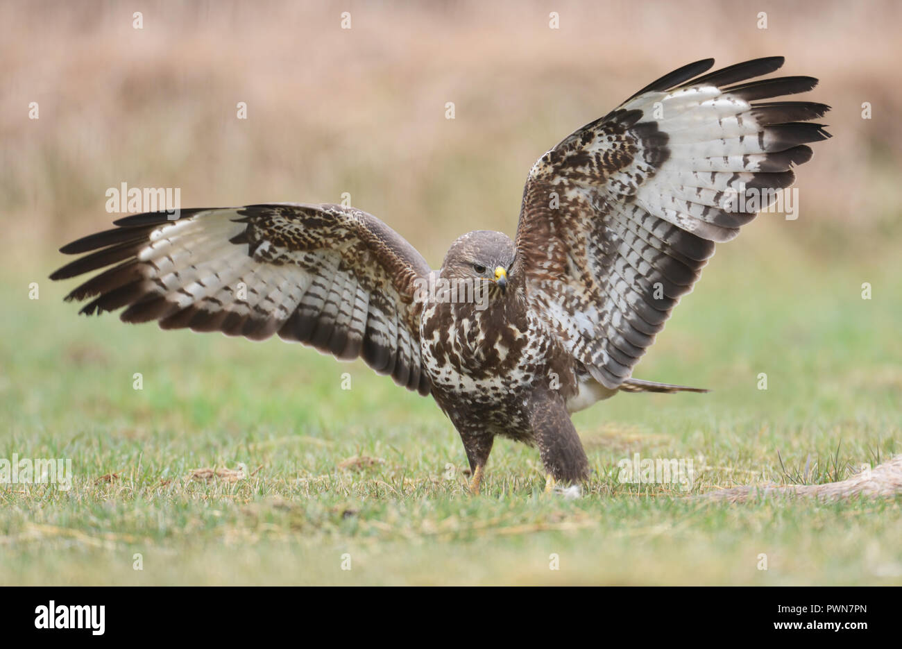 Buse variable Banque D'Images