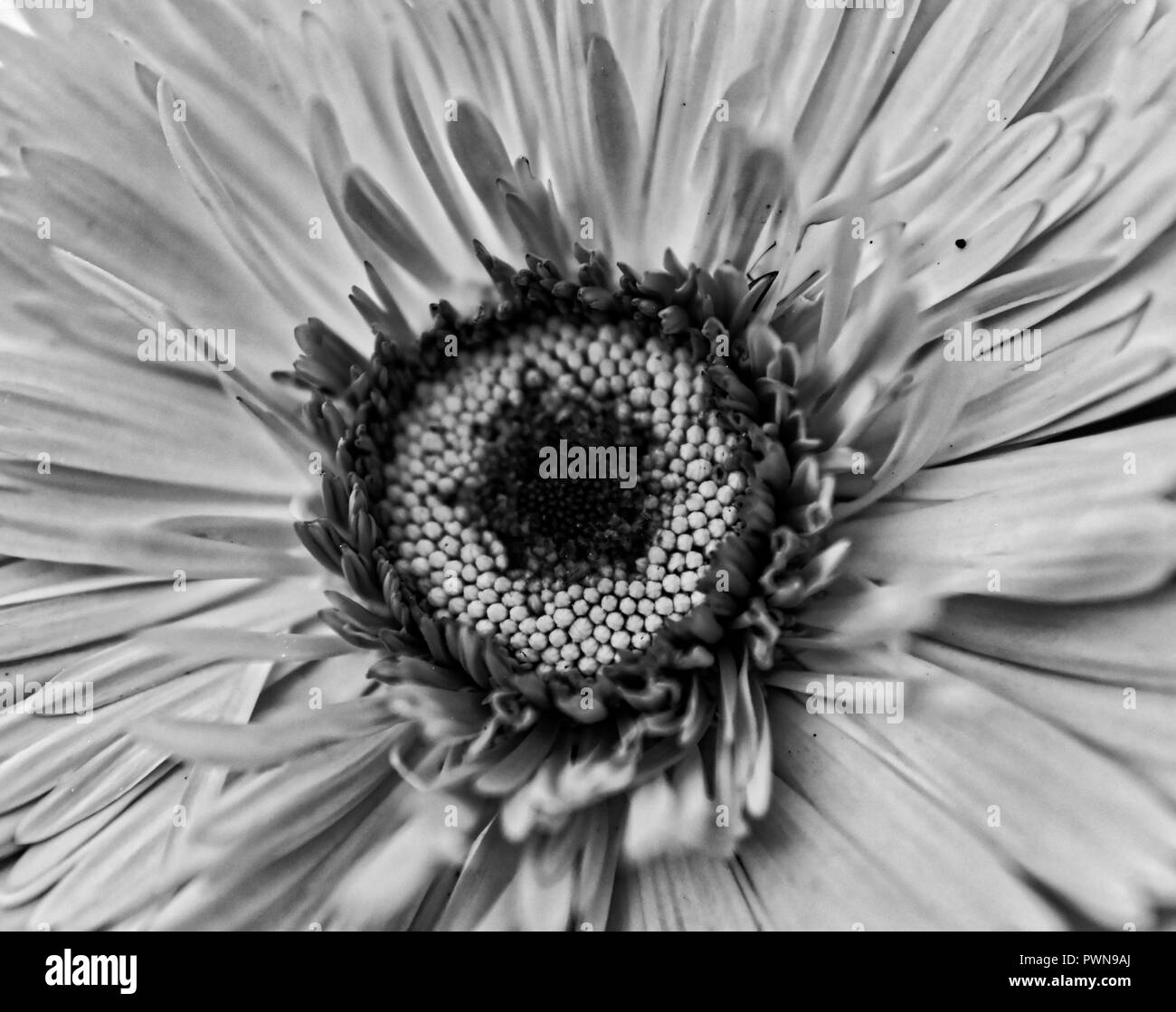 Fleurs de Printemps en noir et blanc, la beauté de la nature, le Jardin National d'Athènes, Grèce Banque D'Images