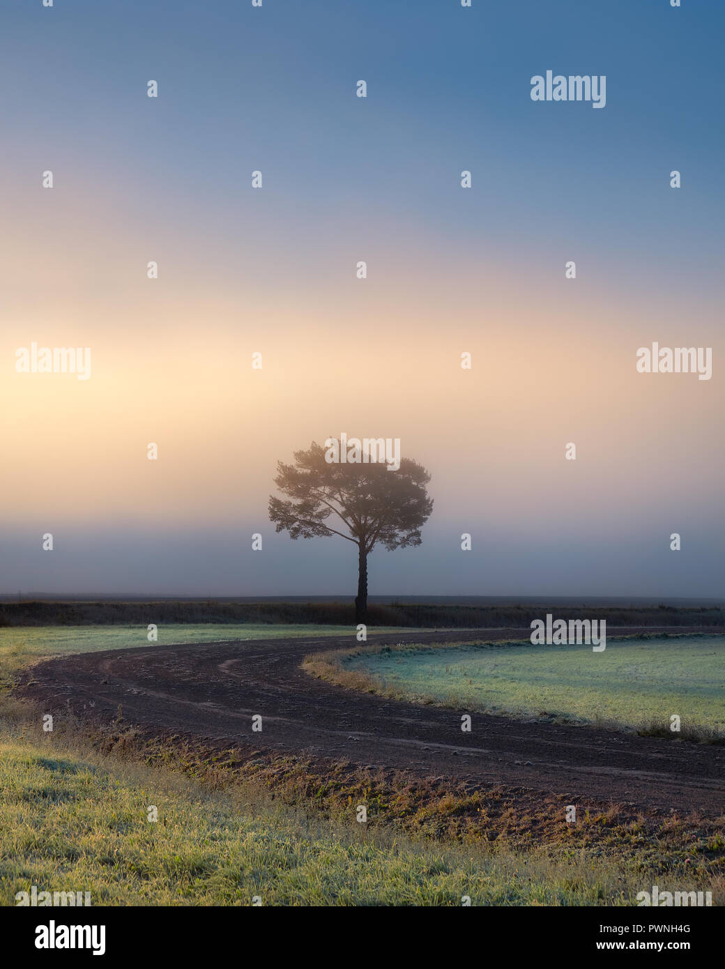 Lonely tree against a blue sky au lever du soleil. Paysage d'automne avec un arbre isolé avec du brouillard en Finlande Banque D'Images