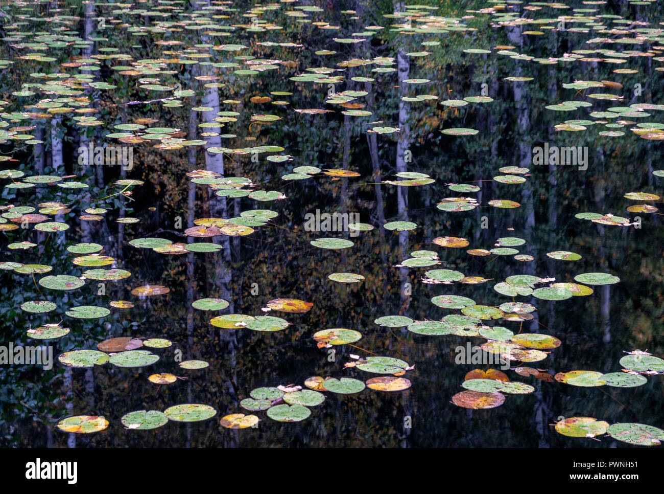 De nombreuses feuilles de nénuphar sur la surface du lac avec la réflexion de la forêt à l'automne en Finlande Banque D'Images