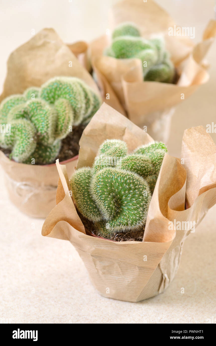 Mini cactus en pot Banque D'Images