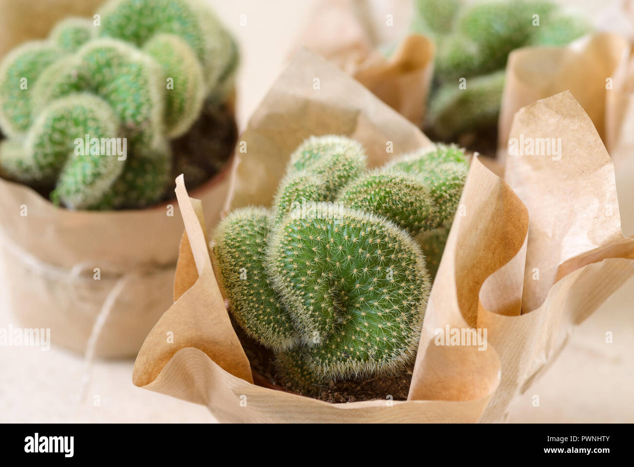Close up sur mini cactus. Banque D'Images