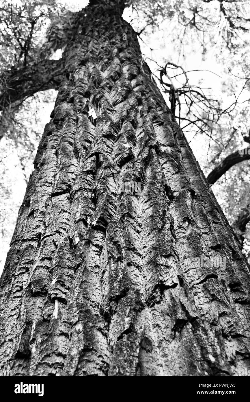 Jusqu'à au grand arbre Banque D'Images