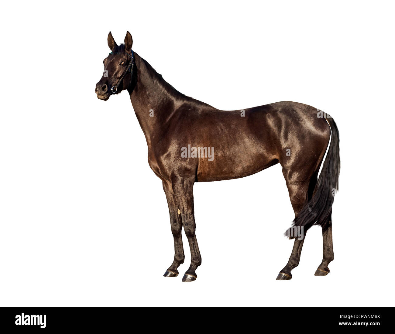 Portret de jeunes bay horse isolé sur fond blanc Banque D'Images