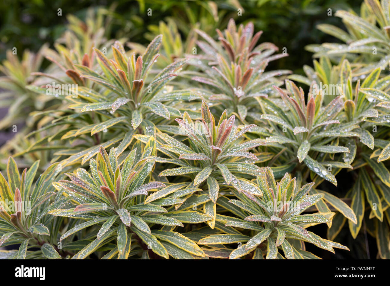 Close up d'Euphorbia Ascot Rainbow après une douche de pluie, UK Banque D'Images