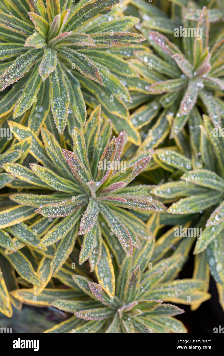 Close up d'Euphorbia Ascot Rainbow après une douche de pluie, UK Banque D'Images