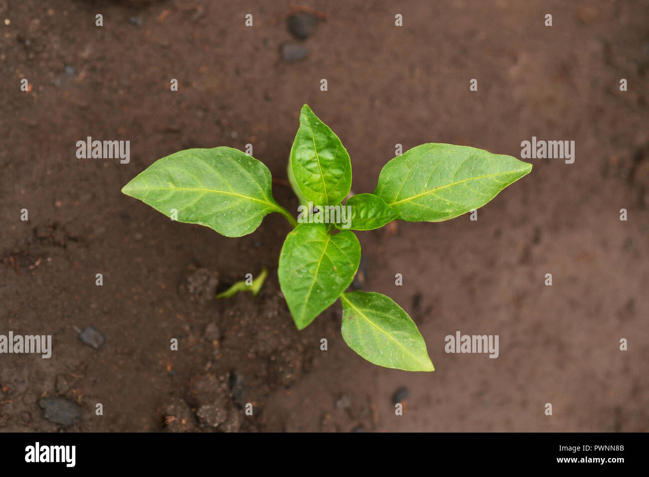 Les jeunes poussent de nouvelles plantes de poivron vert dans le sol, les feuilles des plantes contre un arrière-plan de la terre noire, les semis. Banque D'Images