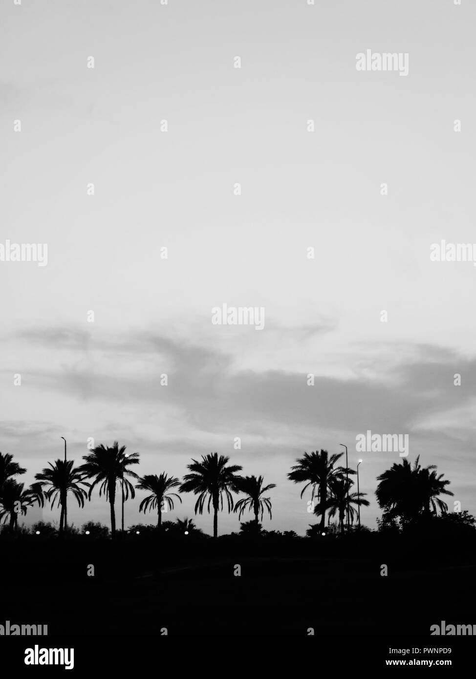 Paysage avec palmiers, coucher du soleil, la silhouette. Egypte.Sharm el Sheikh. La photographie monochrome, noir et blanc. Banque D'Images