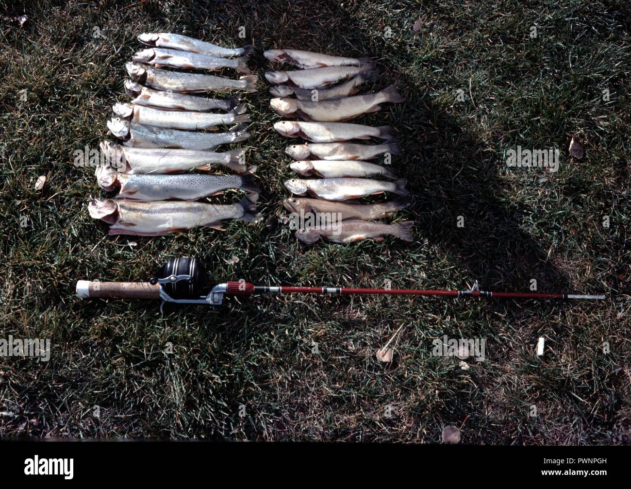 Vintage, authentique photographie d'archives, 1965. () Banque D'Images