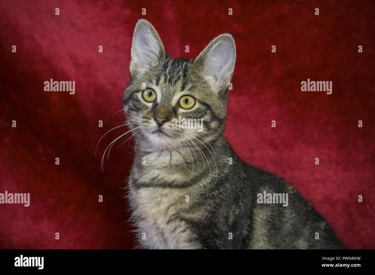 Petit Chaton rayé bâtard assis sur un tapis rouge, jaune vif avec des yeux verts, un nez d'orange et de grandes oreilles, un fond écarlate foncé, cute baby Banque D'Images