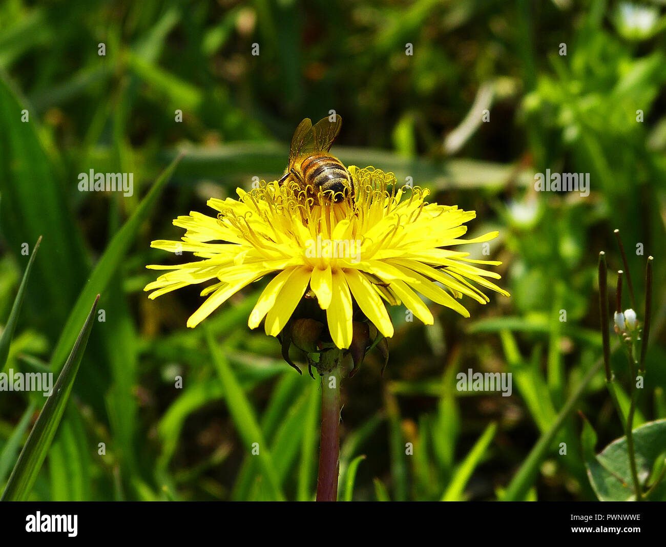 L'abeille pollinise une fleur jaune Banque D'Images