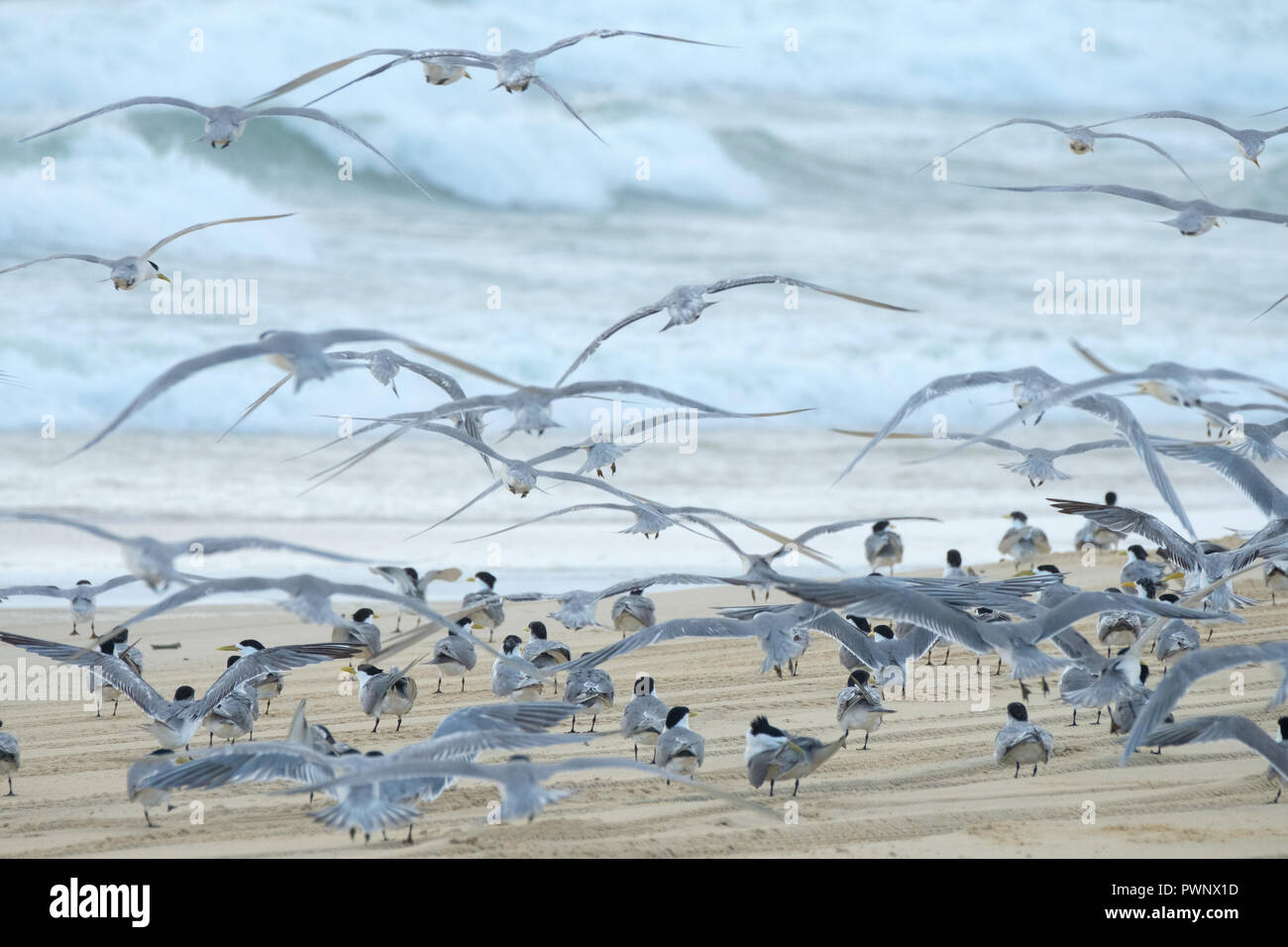 Les oiseaux sur la plage - Fraser Island Banque D'Images