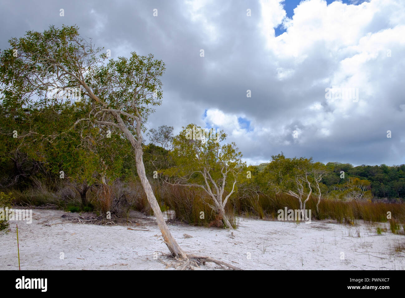 Lac Birrabeen - Fraser Island Banque D'Images