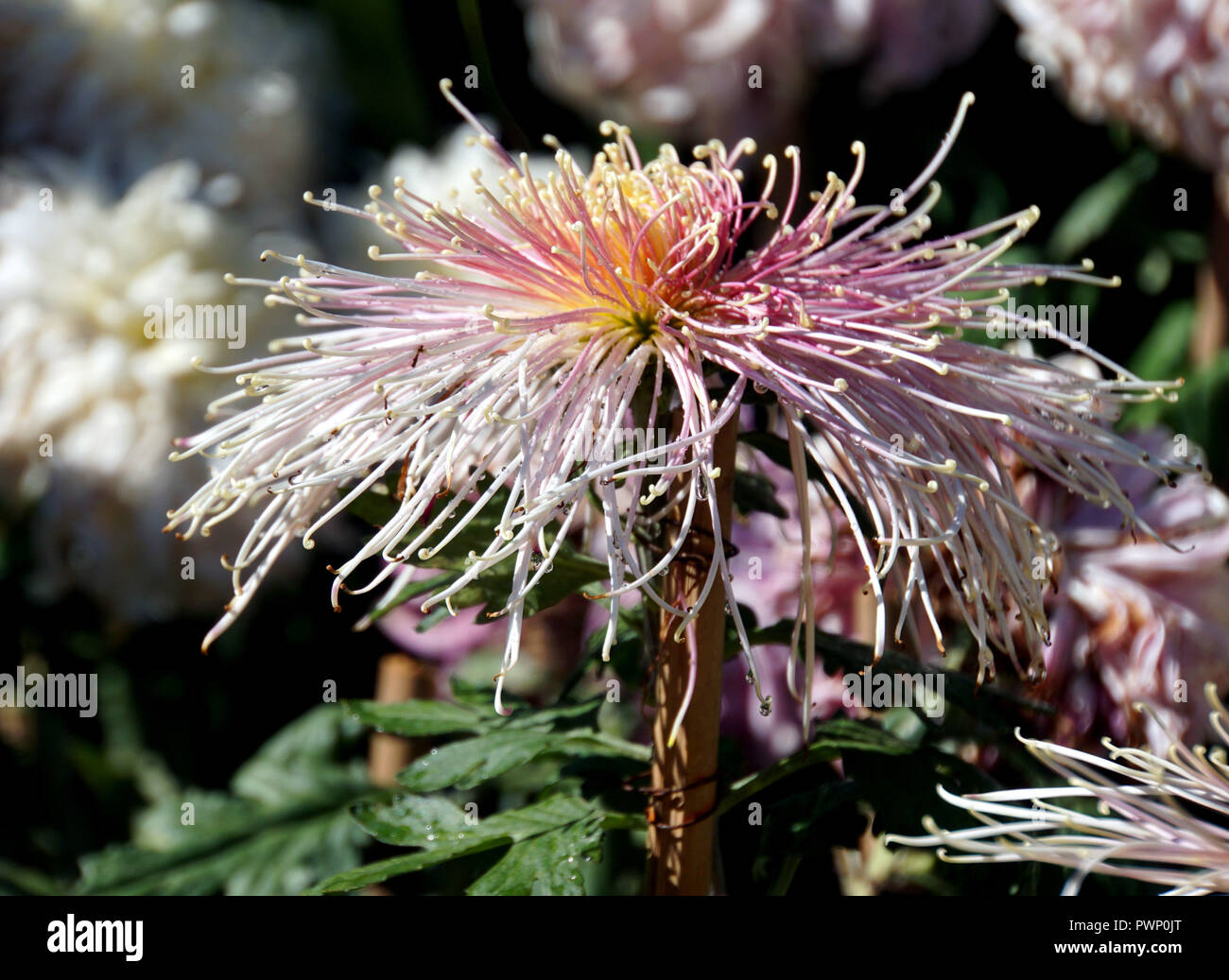Beijing, Beijing, Chine. 17 Oct, 2018. Beijing, Chine - Le Jardin botanique de Beijing est en plein automne couleur des fleurs chrysanthème comme blossom en automne. Crédit : SIPA Asie/ZUMA/Alamy Fil Live News Banque D'Images