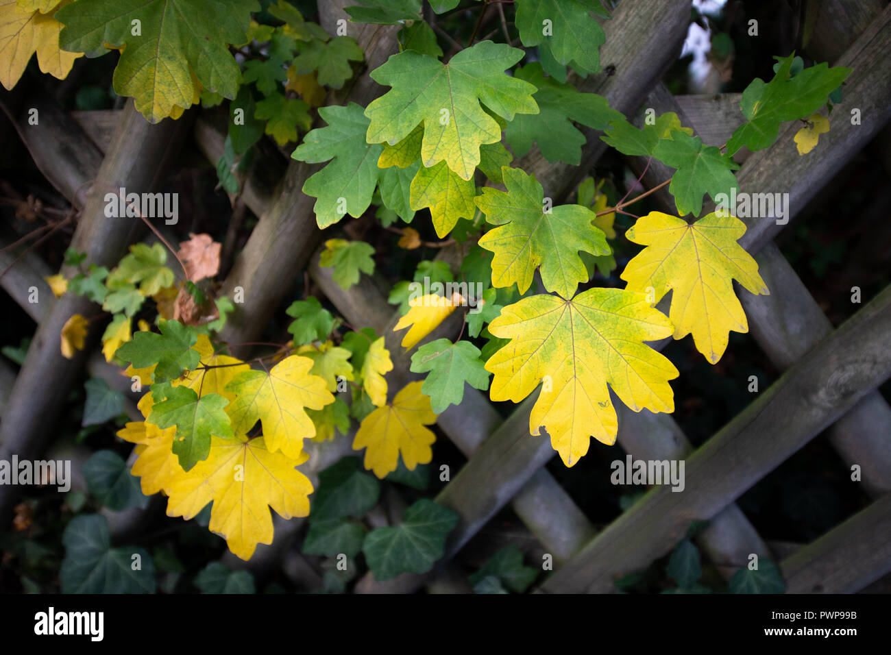 17 octobre 2018, Berlin, Berlin : 17 octobre 2018, Allemagne, Berlin : feuilles de couleur différente peut être vu sur un érable dans la forêt de Teutoburg. En automne, tout comme au printemps, les forêts sont secs chaque année et donc en danger. Selon le Service météorologique allemand, la situation de danger en NRW est actuellement au niveau 2 de 5. Les forestiers et les pompiers sont en alerte de toute façon, après il y a relativement beaucoup de feux de forêt cette année, selon l'État de Rhénanie la forêt et du bois d'Office. (Dpa 'Experts voir le danger de feu de forêt en dépit de l'été sec "détendue'' de 18.10.2 Banque D'Images