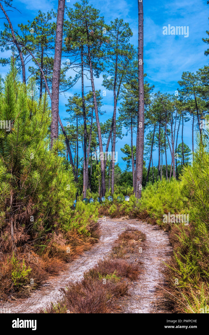 France Landes Sentier Dans La For t De Pins Maritimes Photo Stock Alamy France Landes Sentier Dans La For t De Pins Maritimes Photo Stock Alamy