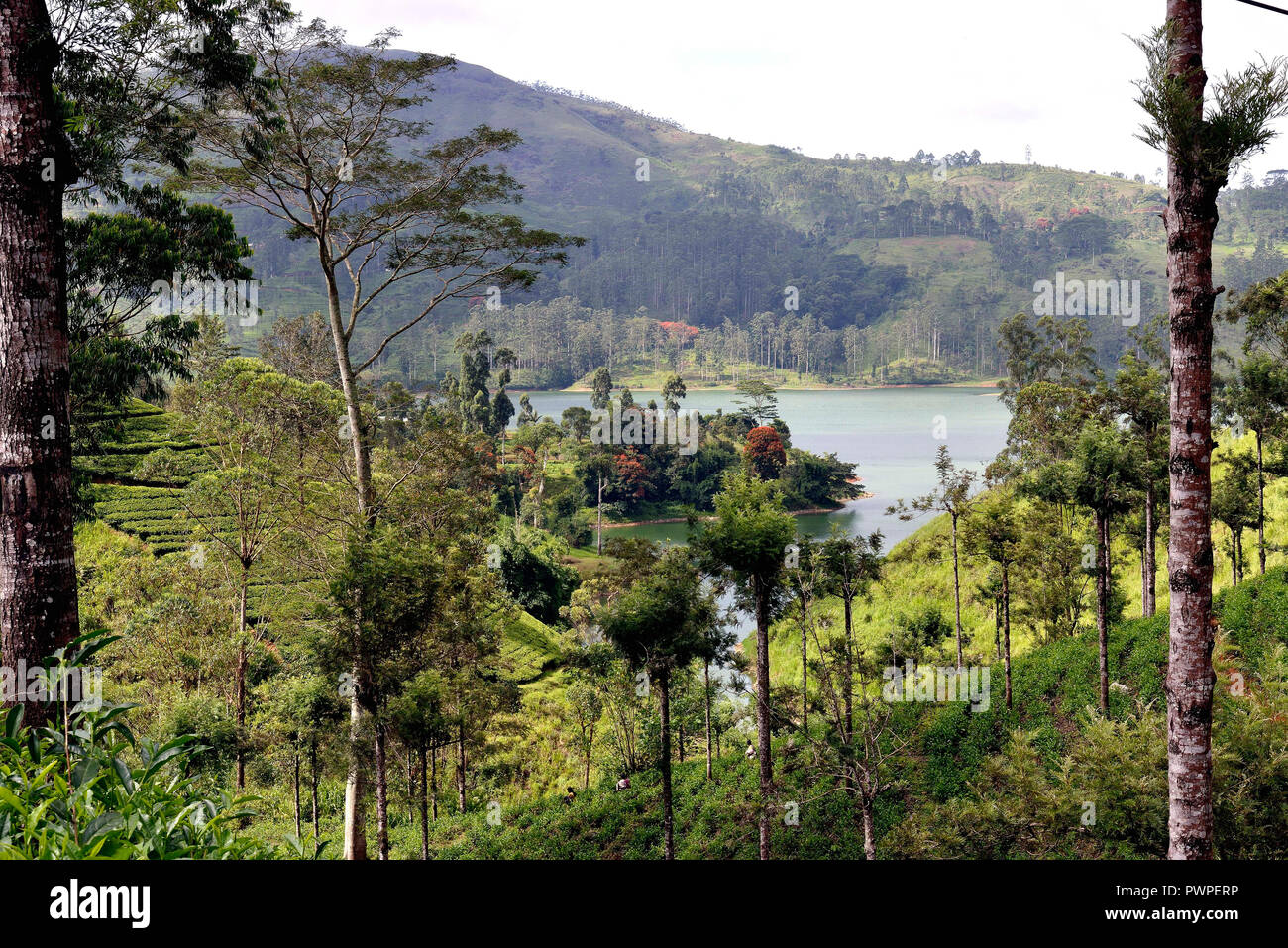 Le Sri Lanka. Castiereigh le lac, dans la région de Nuwara Eliya. La plantation de thé et de la forêt. Banque D'Images