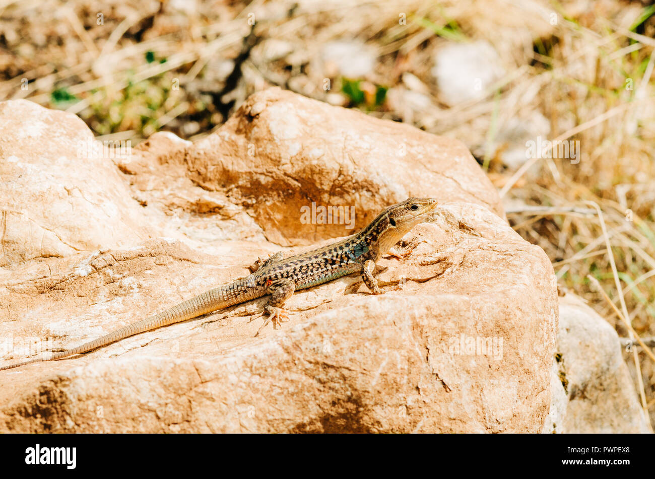 Close up photography lizard Banque D'Images