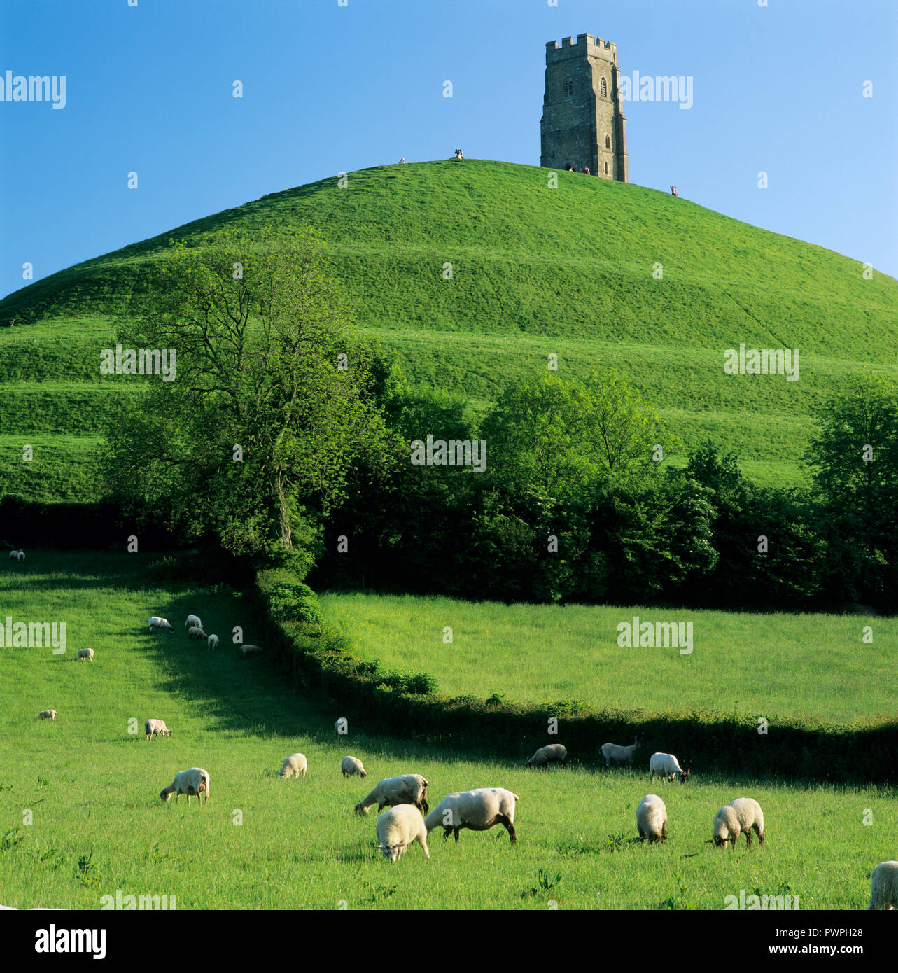 St Michael's Tower au sommet de Tor de Glastonbury, Glastonbury, Somerset, Angleterre, Royaume-Uni, Europe Banque D'Images