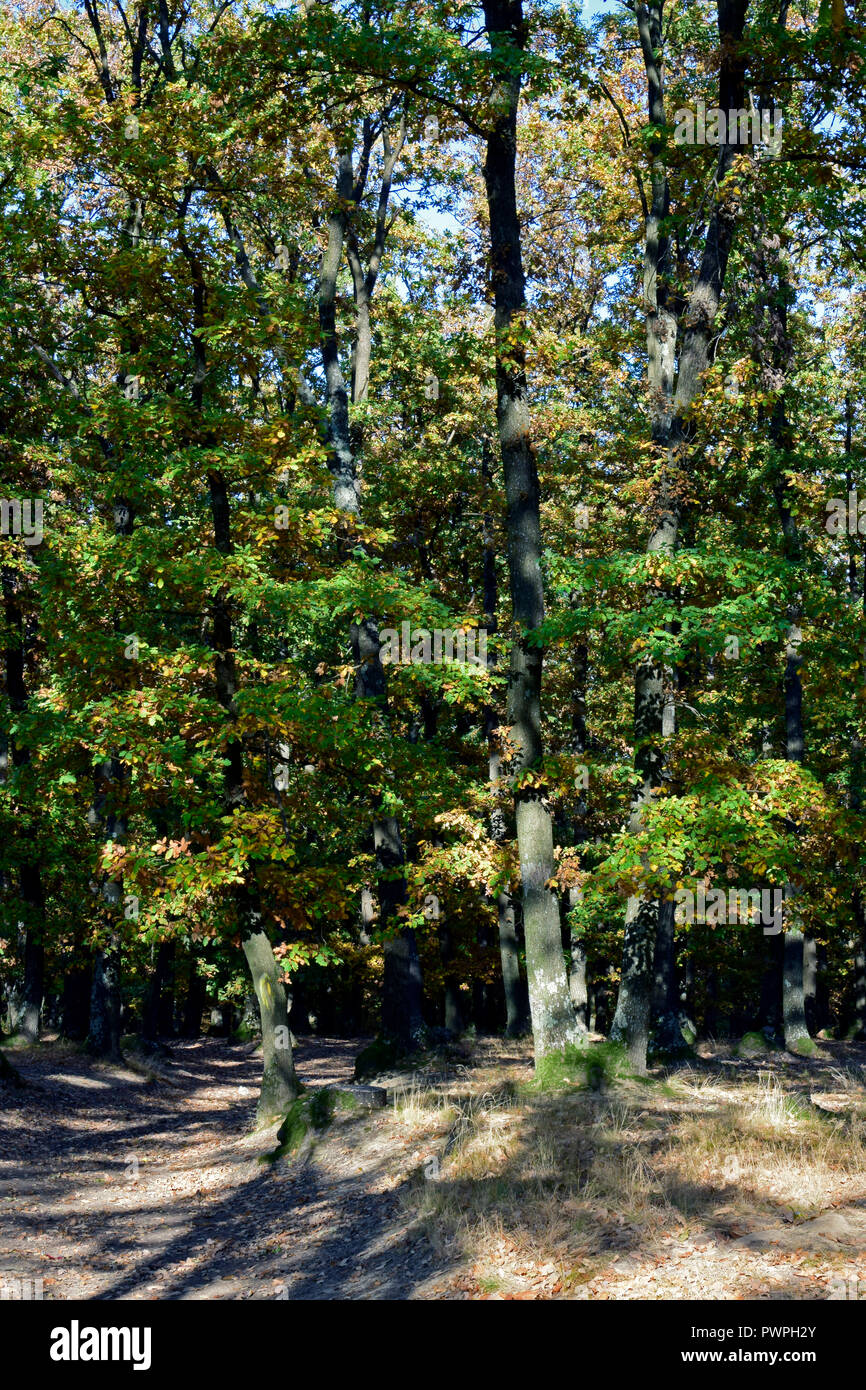 Flétrissement des chênes au bord d'une forêt, un jeu de lumières et ombres sur un chemin au milieu de l'automne Banque D'Images