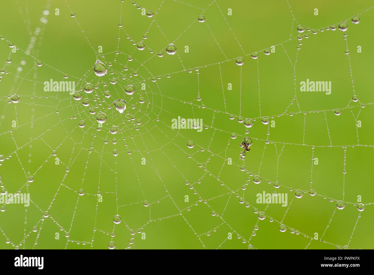 La bruine et le brouillard en automne une couche web spiders révélant le fils de soie chargés de gouttelettes gouttelettes de l'eau de pluie et capturé fly Banque D'Images