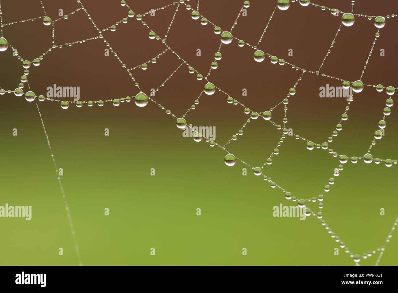 La bruine et le brouillard en automne une couche web spiders révélant le fils de soie chargés de gouttelettes gouttelettes de l'eau de pluie et capturé fly Banque D'Images