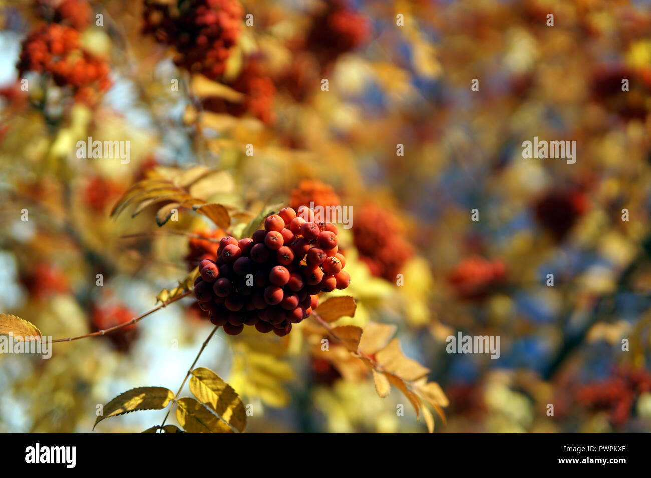 Bush de Rowan mûrs à la fin octobre Banque D'Images