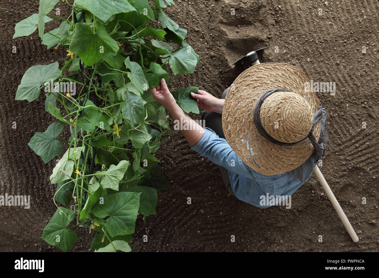 Productrice travaillant dans un potager, vérifier les feuilles de concombres, la vue de dessus et copier le modèle de l'espace Banque D'Images