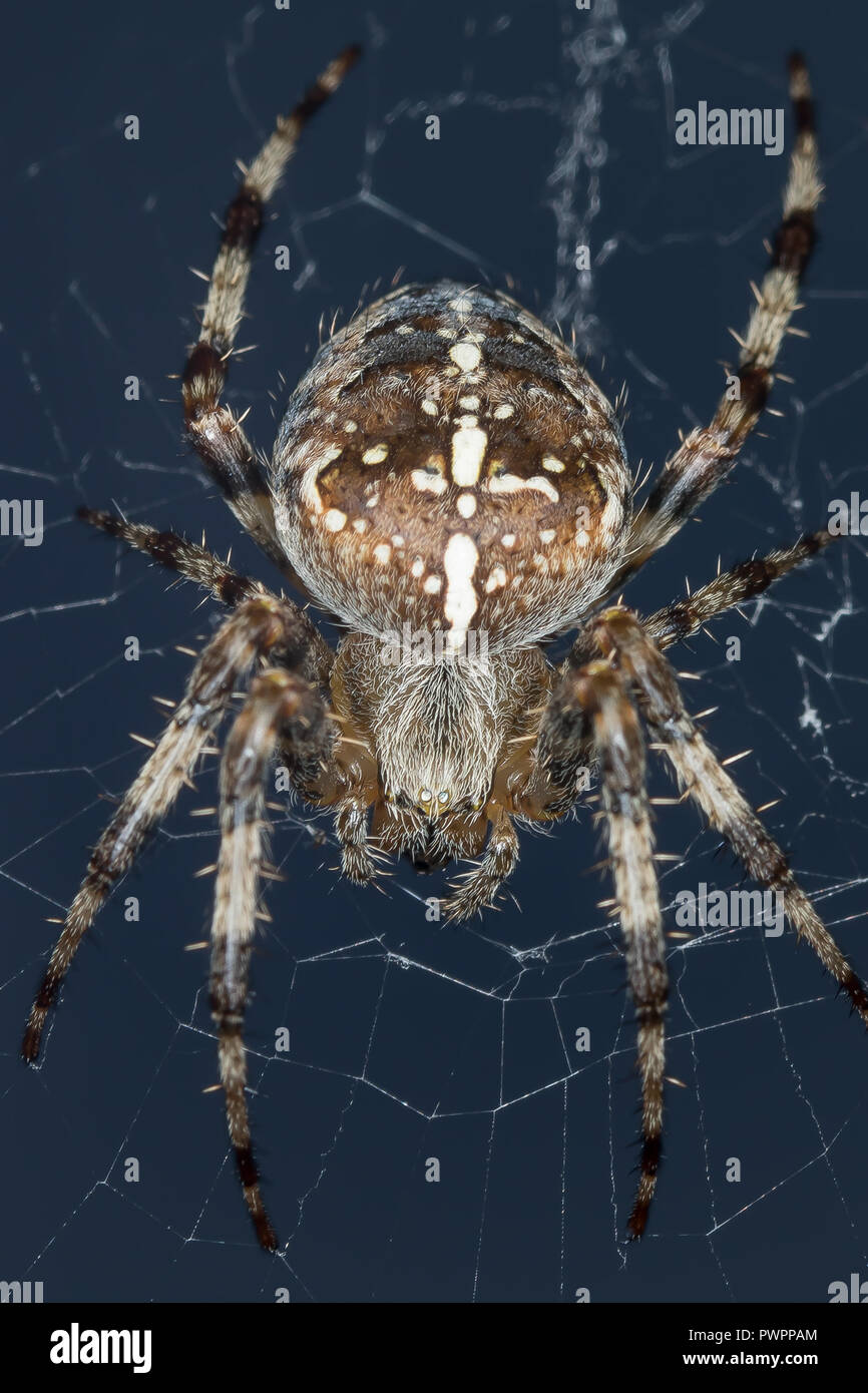 Gros plan détaillé et macro de l'araignée sauvage du Royaume-Uni (Araneus diadematus) isolée à l'extérieur dans le Web. Insectes, arachnides - faune de jardin britannique. Banque D'Images