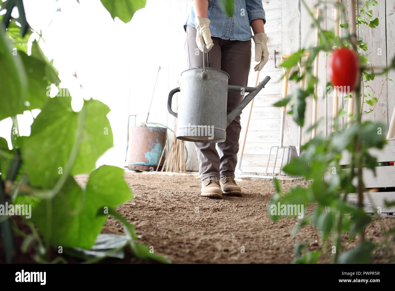 Femme dans le potager avec arrosoir, produire des aliments biologiques sains concept Banque D'Images