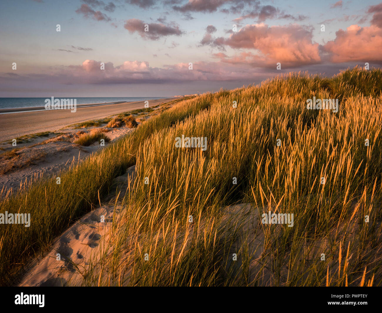 L'ammophile colorés couverts dunes dans le reflet des lumières du soleil couchant Banque D'Images