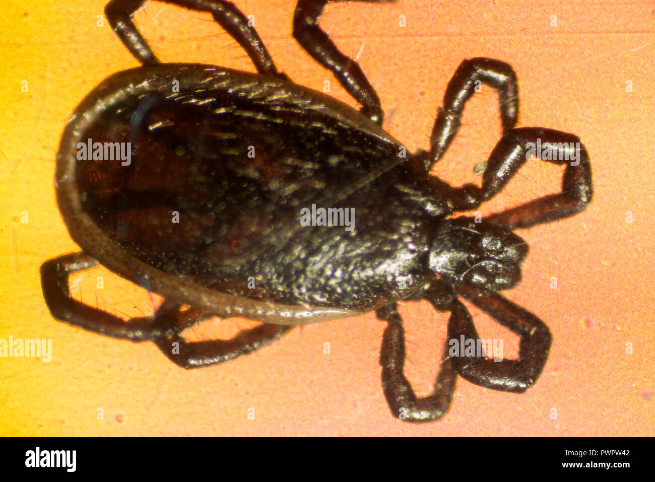 Les insectes ou Insecta (du latin insectum hexapode) sont des invertébrés et le plus grand groupe au sein de l'embranchement des arthropodes. Définitions et circonscriptions Banque D'Images