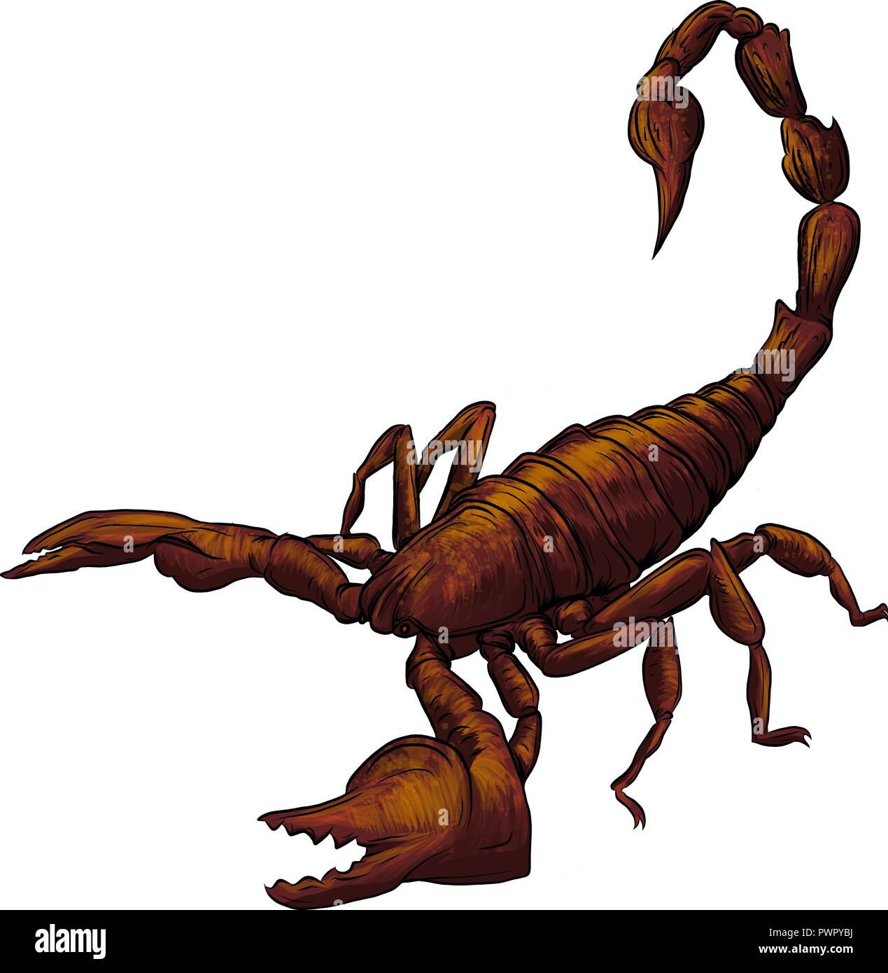 Vector cartoon scorpion réaliste illustration de fond blanc Illustration de Vecteur