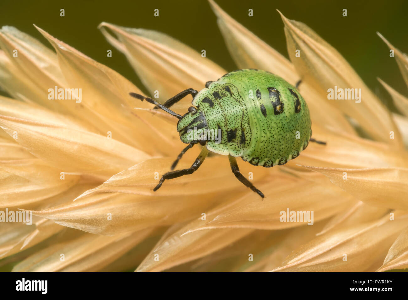 Nymphe Shieldbug vert stade précoce (Palomena prasina) ramper le long de l'herbe. Tipperary, Irlande Banque D'Images