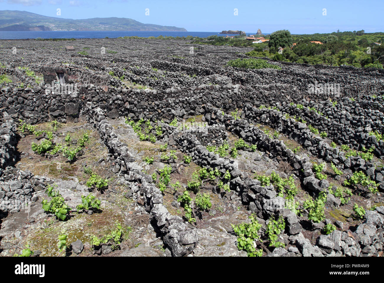 Les murs en pierre pour protéger les raisins de la vigne, Banque D'Images