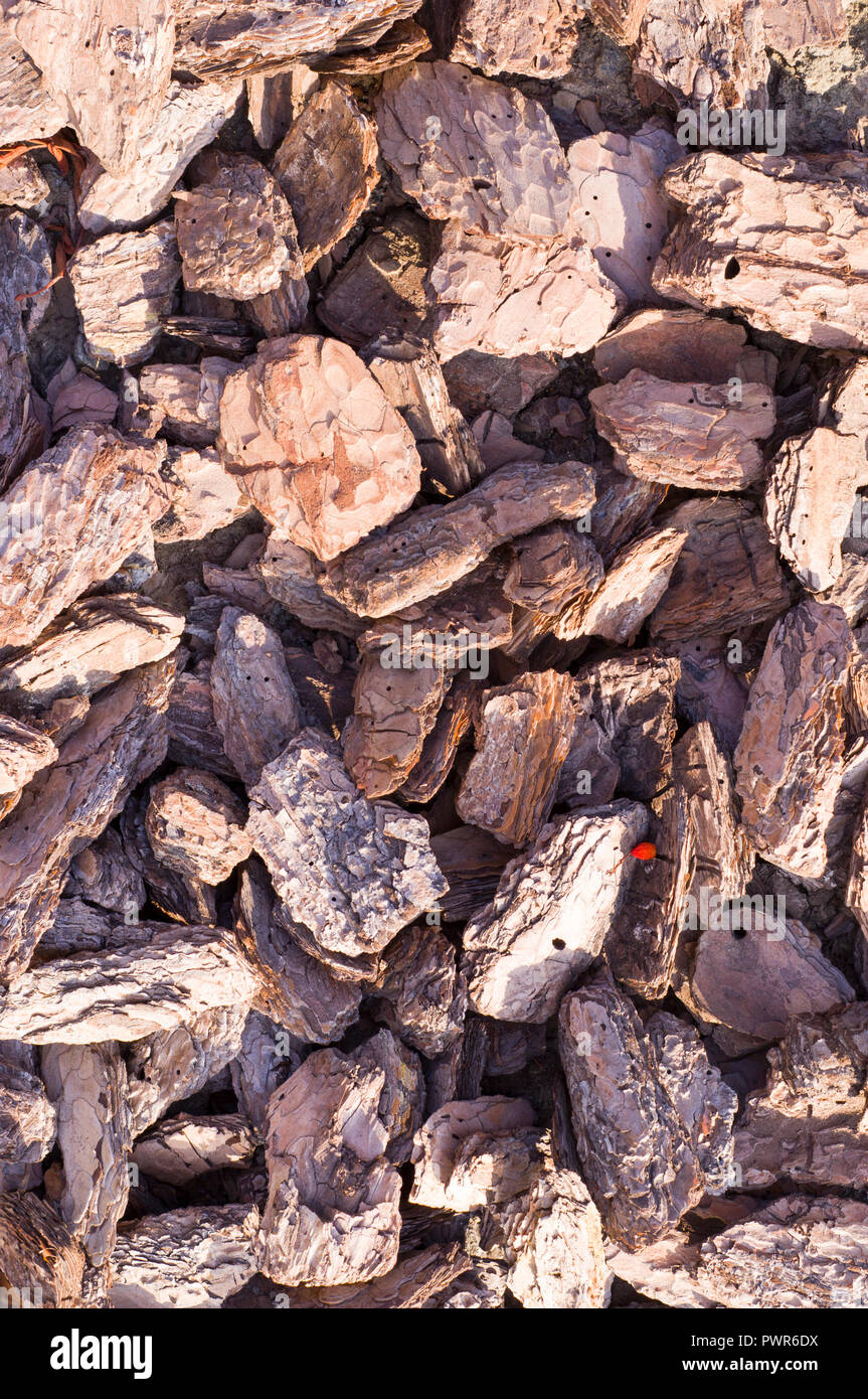 Paillis de copeaux sur le sol de texture. arrière-plan. Banque D'Images