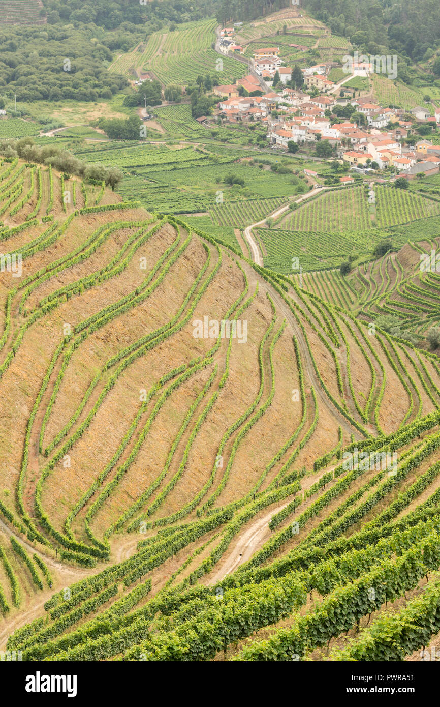 Les modèles de vignes en vignes dans l'Alto Douro La région de Porto du Portugal en été à la recherche vers le village de Veiga Banque D'Images