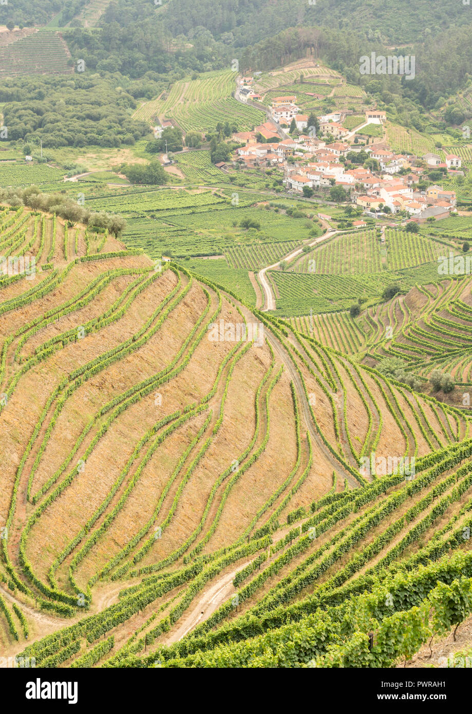 Les modèles de vignes en vignes dans l'Alto Douro La région de Porto du Portugal en été à la recherche vers le village de Veiga Banque D'Images