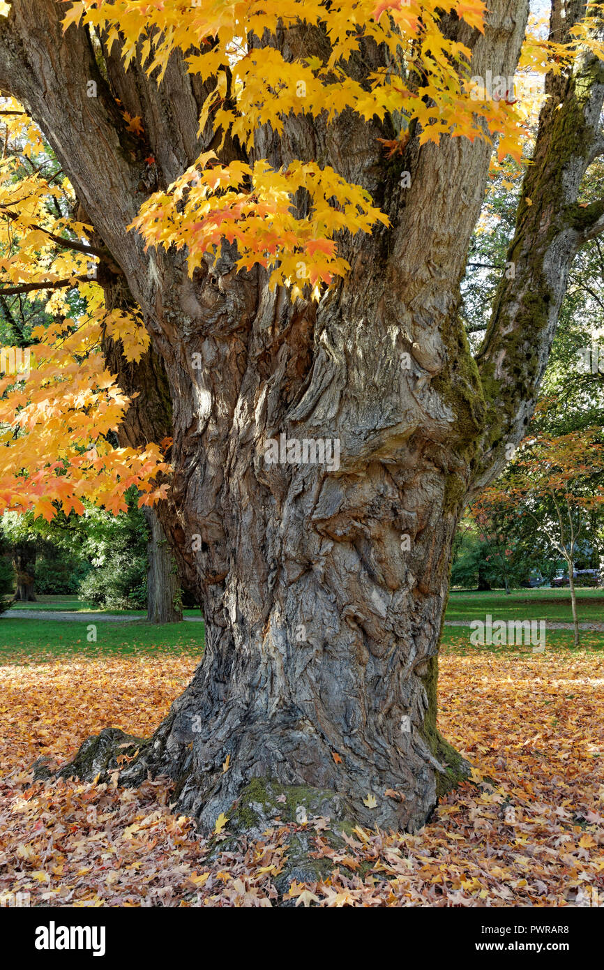 Tronc noueux d'un vieil érable à feuilles d'automne jaune rougeâtre, Shaughnessy Park, le Crescent, Vancouver, BC, Canada Banque D'Images