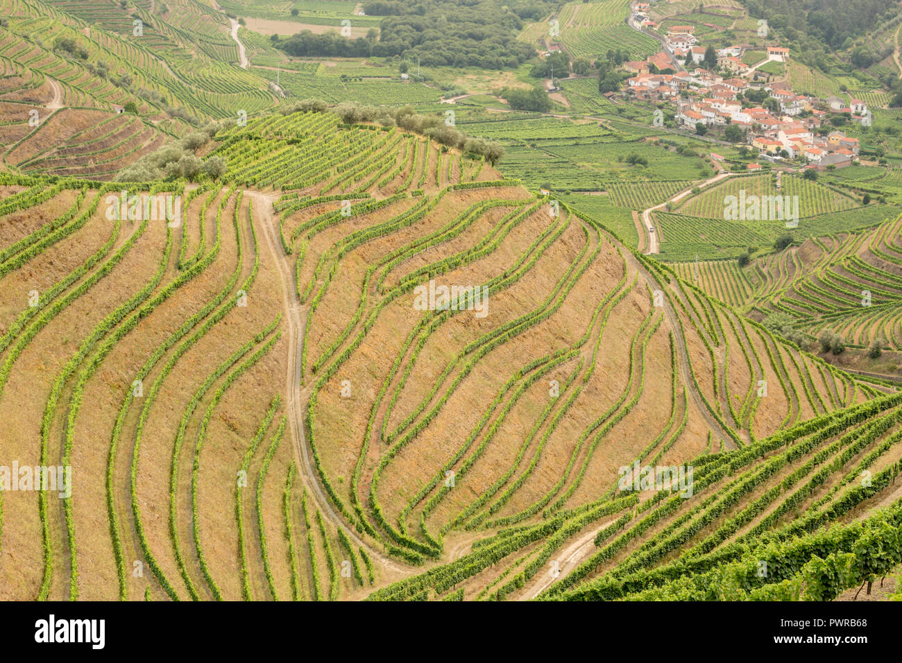 Les modèles de vignes en vignes dans l'Alto Douro La région de Porto du Portugal en été à la recherche vers le village de Veiga Banque D'Images