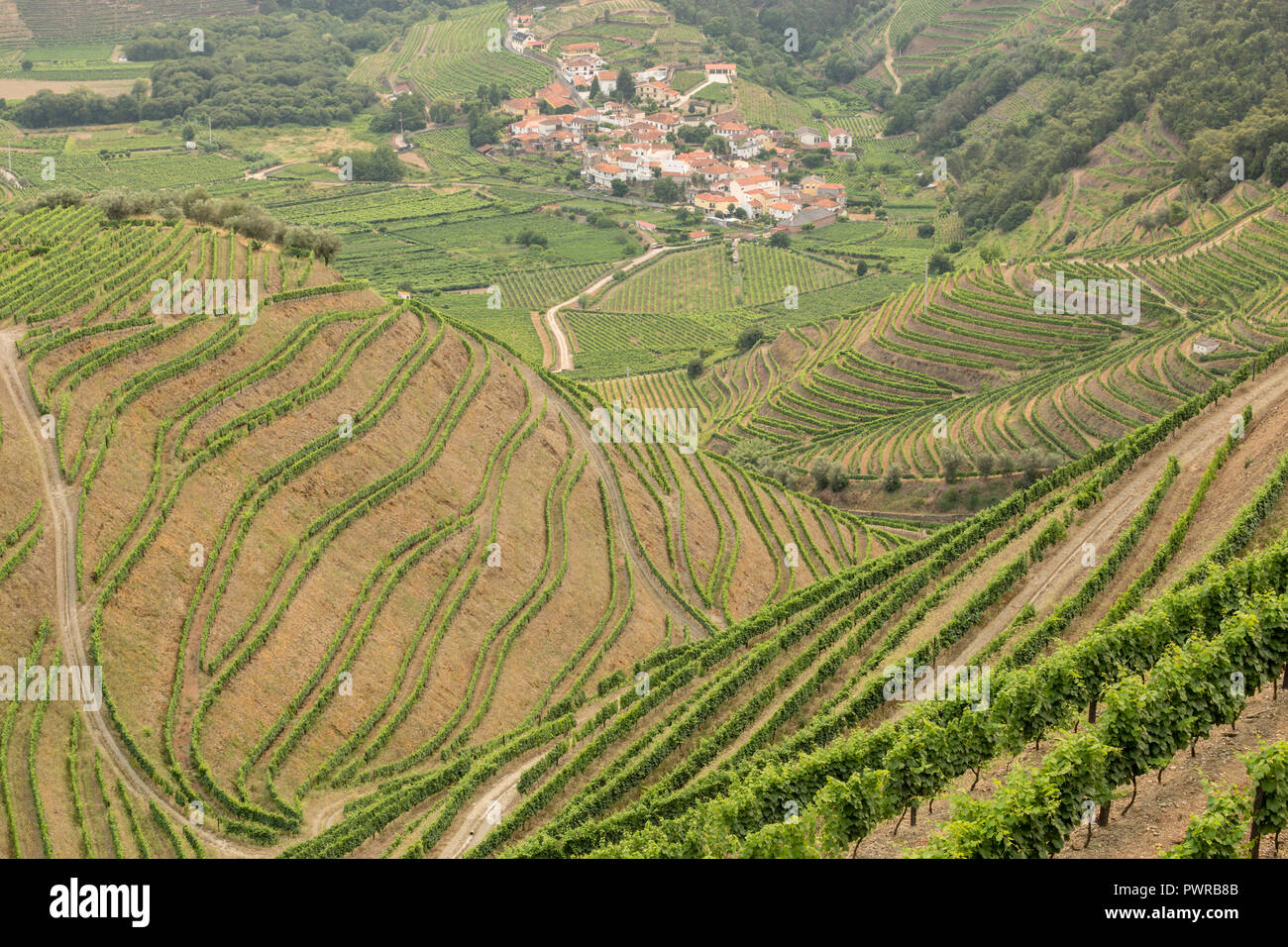 Les modèles de vignes en vignes dans l'Alto Douro La région de Porto du Portugal en été à la recherche vers le village de Veiga Banque D'Images