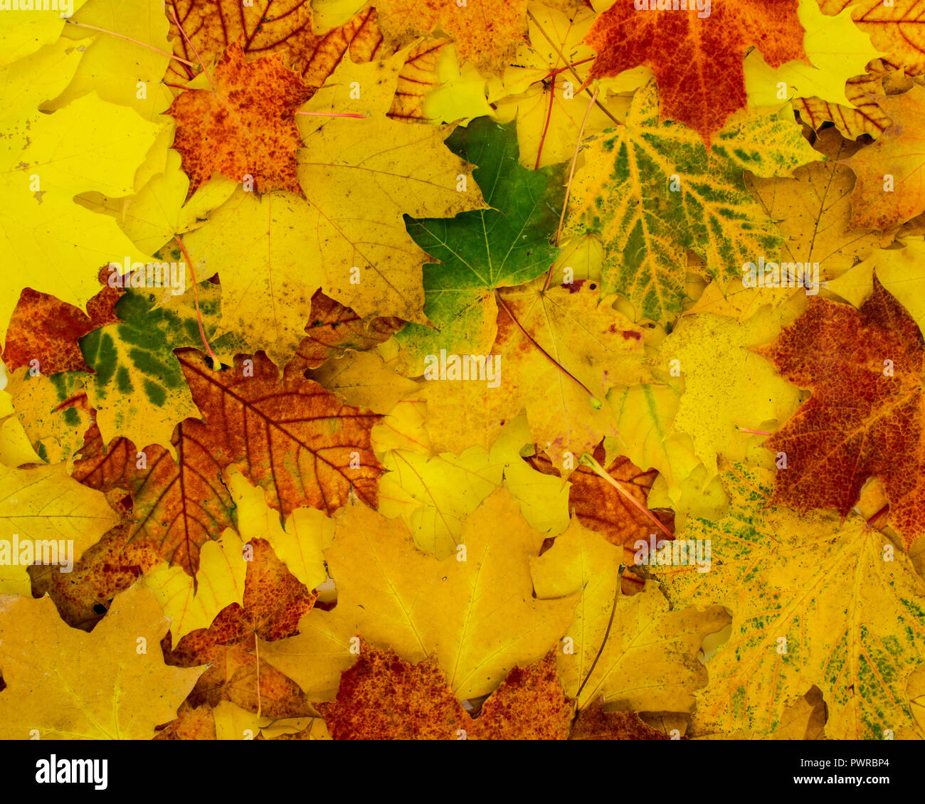 Beau fond d'automne des feuilles de couleurs vives Banque D'Images