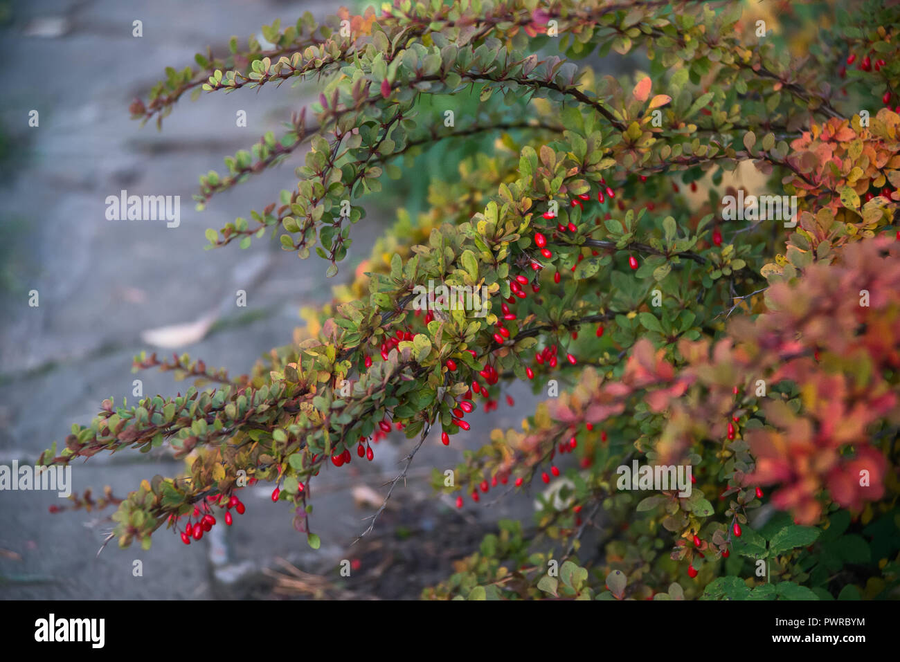 Les branches d'épine-vinette fruit libre Banque D'Images