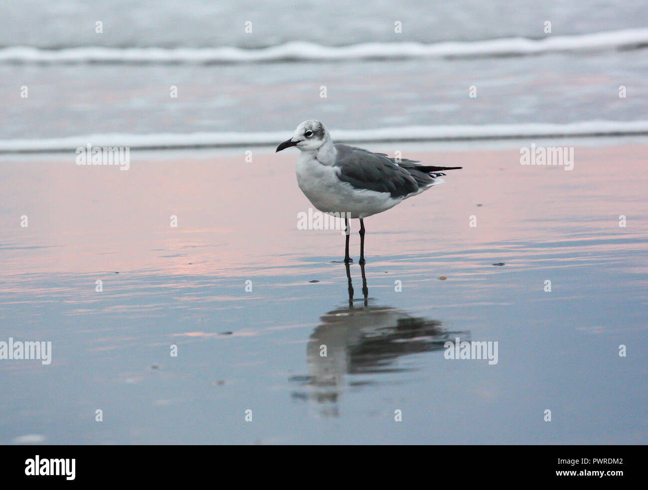 Une mouette solitaire se dresse sur un rivage de l'océan avec des vagues dans l'arrière-plan. Banque D'Images