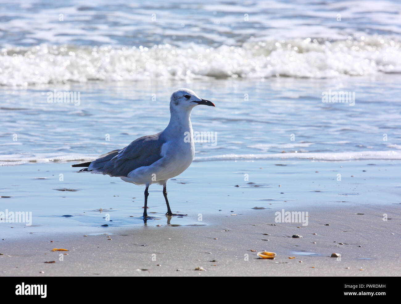 Une mouette solitaire se dresse sur un rivage de l'océan avec des vagues dans l'arrière-plan. Banque D'Images