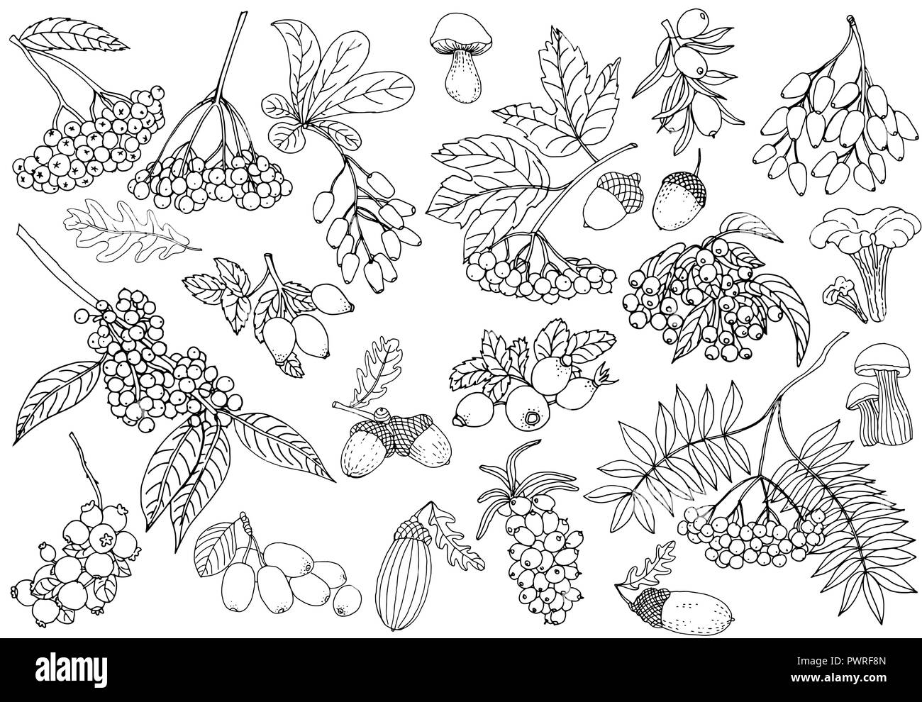 Ensemble de croquis dessinés à la main, les plantes d'automne style isolé sur fond blanc. Vector illustration. Illustration de Vecteur