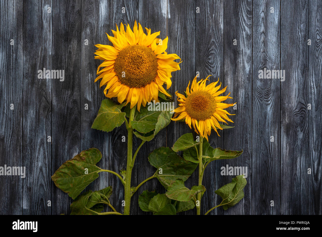Tournesols lumineux ne contre un fond sombre Banque D'Images